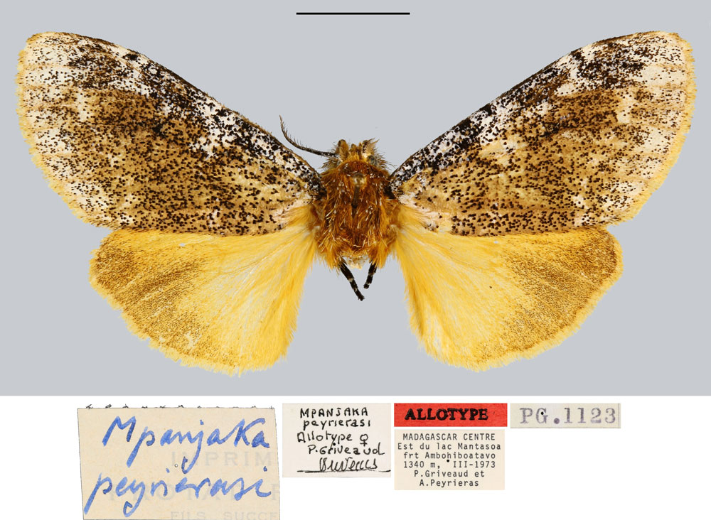 /filer/webapps/moths/media/images/P/peyrierasi_Mpanjaka_AT_MNHN.jpg