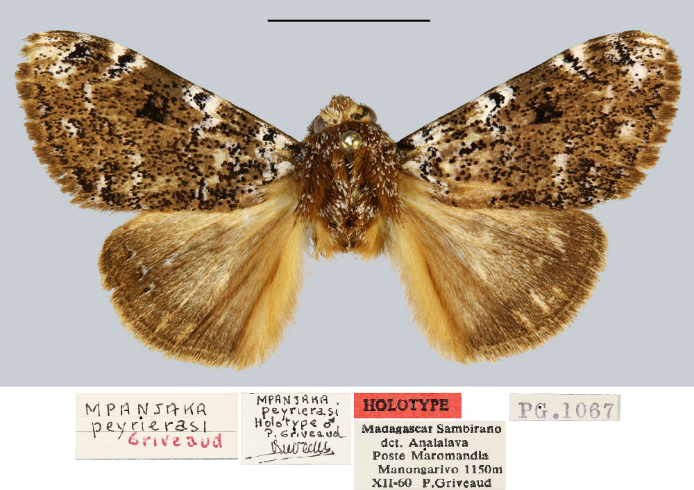 /filer/webapps/moths/media/images/P/peyrierasi_Mpanjaka_HT_MNHN.jpg