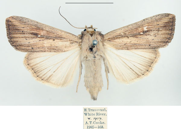 /filer/webapps/moths/media/images/P/phaea_Leucania_AF_BMNH.jpg