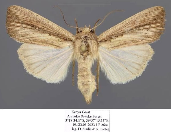 /filer/webapps/moths/media/images/P/phaea_Leucania_AF_Stadie.jpg