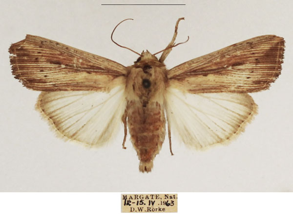 /filer/webapps/moths/media/images/P/phaea_Leucania_AF_TMSA_01.jpg