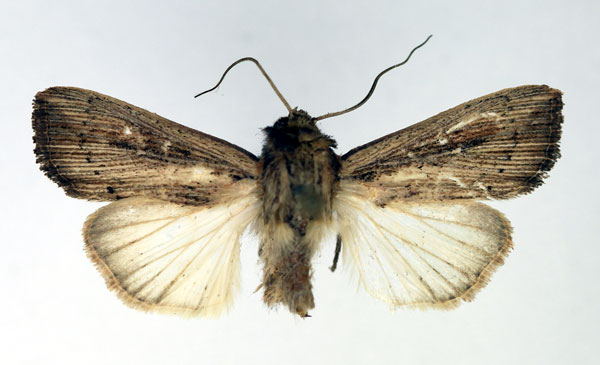 /filer/webapps/moths/media/images/P/phaea_Leucania_AM_Aulombard.jpg