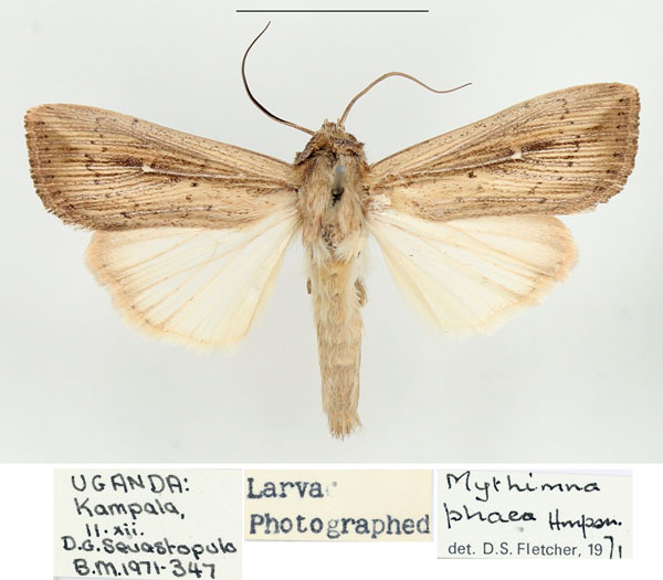 /filer/webapps/moths/media/images/P/phaea_Leucania_AM_BMNH_01.jpg