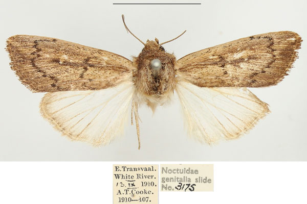 /filer/webapps/moths/media/images/P/phaea_Leucania_AM_BMNH_02.jpg