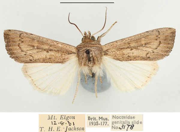 /filer/webapps/moths/media/images/P/phaea_Leucania_AM_BMNH_03.jpg