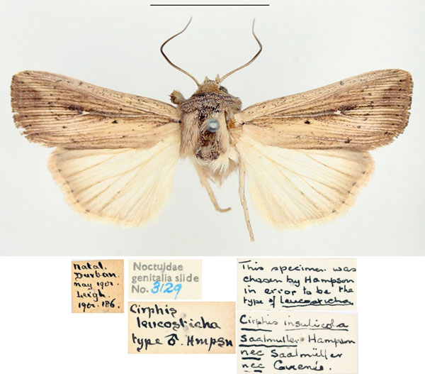 /filer/webapps/moths/media/images/P/phaea_Leucania_AM_BMNH_04.jpg
