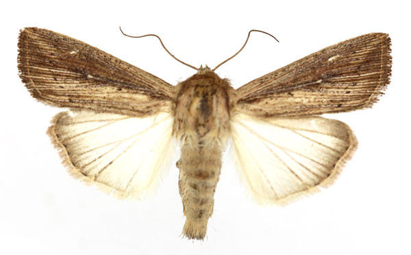/filer/webapps/moths/media/images/P/phaea_Leucania_AM_ISEA.jpg