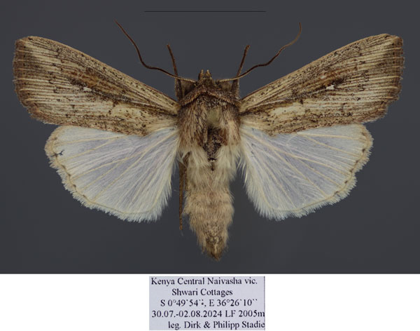 /filer/webapps/moths/media/images/P/phaea_Leucania_AM_Stadie.jpg