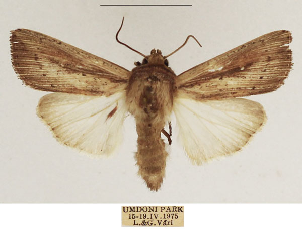 /filer/webapps/moths/media/images/P/phaea_Leucania_AM_TMSA_01.jpg