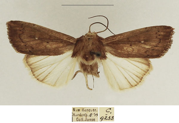 /filer/webapps/moths/media/images/P/phaea_Leucania_AM_TMSA_02.jpg