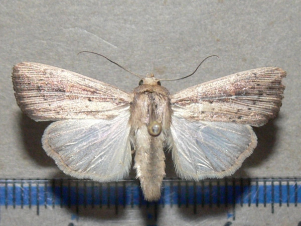 /filer/webapps/moths/media/images/P/phaea_Leucania_A_Goff.jpg