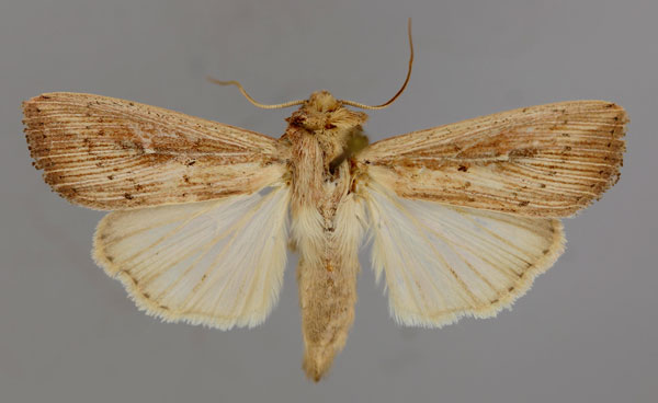 /filer/webapps/moths/media/images/P/phaea_Leucania_A_RMCA_01.jpg