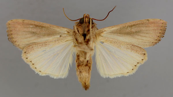/filer/webapps/moths/media/images/P/phaea_Leucania_A_RMCA_02.jpg