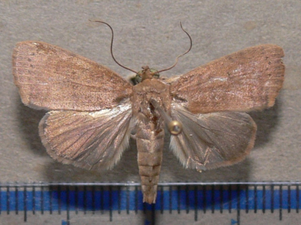 /filer/webapps/moths/media/images/P/phaea_Maurilia_A_Goff_01.jpg