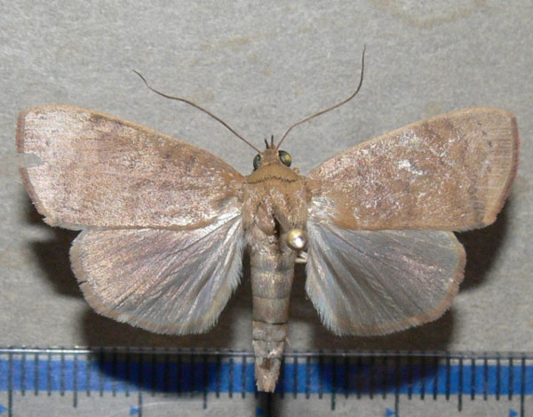 /filer/webapps/moths/media/images/P/phaea_Maurilia_A_Goff_03.jpg