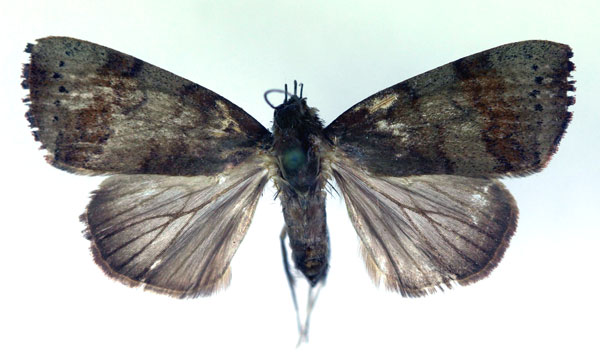 /filer/webapps/moths/media/images/P/phaea_Maurilia_A_RMCA.jpg