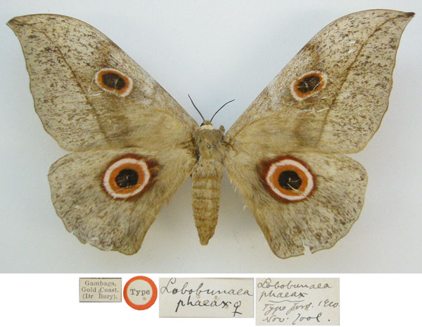 /filer/webapps/moths/media/images/P/phaeax_Lobobunaea_HT_NHMUKa.jpg