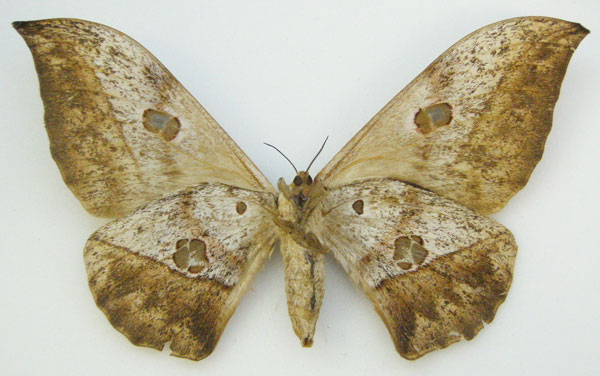 /filer/webapps/moths/media/images/P/phaeax_Lobobunaea_HT_NHMUKb.jpg