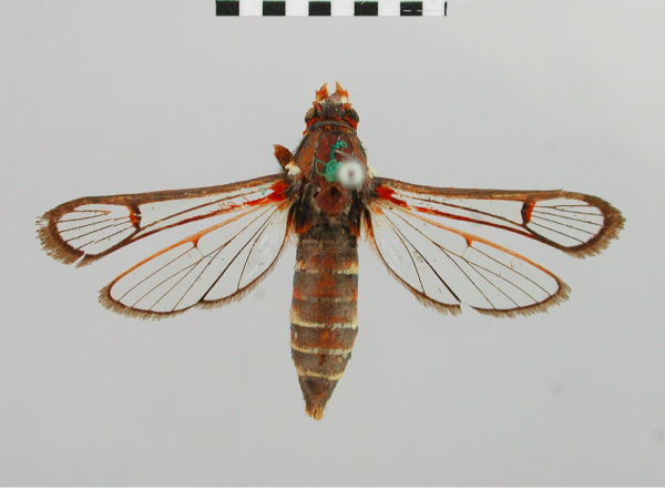 /filer/webapps/moths/media/images/P/phaedrostoma_Synanthedon_AF_BMNH.jpg