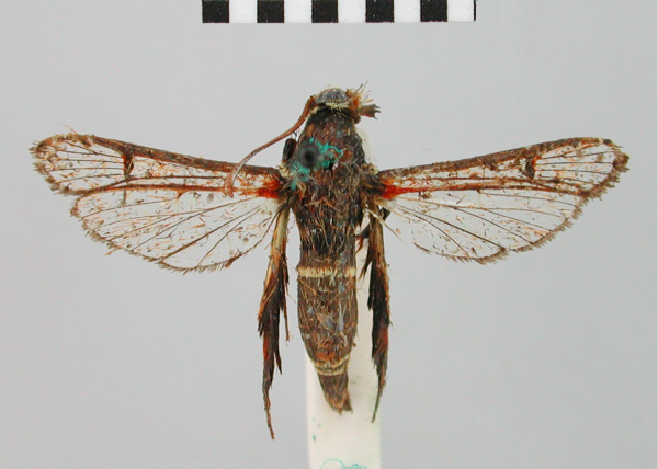 /filer/webapps/moths/media/images/P/phaedrostoma_Synanthedon_AM_BMNH.jpg