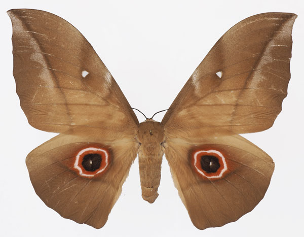 /filer/webapps/moths/media/images/P/phaedusa_Lobobunaea_AM_Basquin_01a.jpg