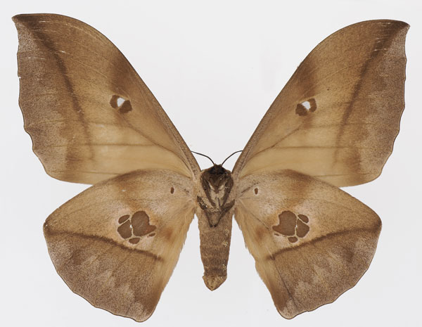 /filer/webapps/moths/media/images/P/phaedusa_Lobobunaea_AM_Basquin_01b.jpg