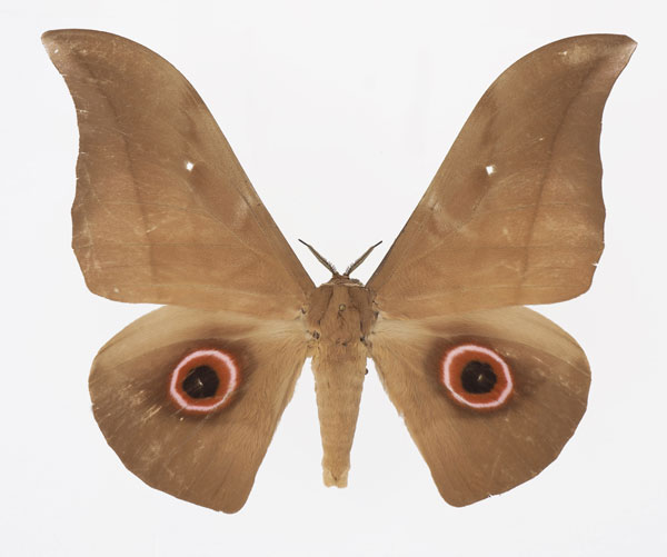 /filer/webapps/moths/media/images/P/phaedusa_Lobobunaea_AM_Basquin_02.jpg