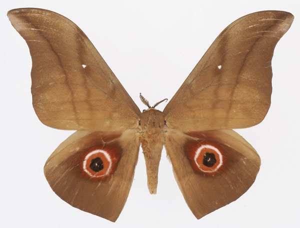 /filer/webapps/moths/media/images/P/phaedusa_Lobobunaea_AM_Basquin_03a.jpg