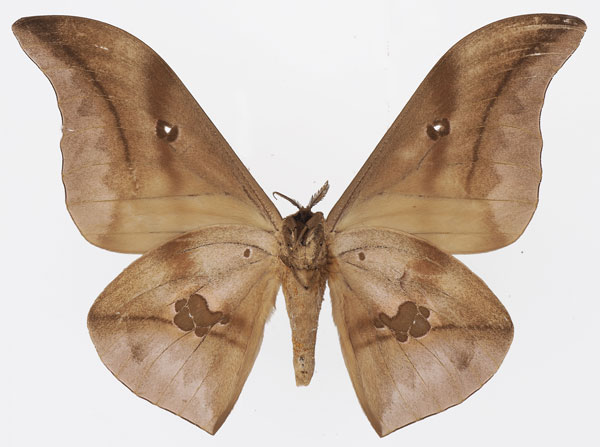 /filer/webapps/moths/media/images/P/phaedusa_Lobobunaea_AM_Basquin_03b.jpg