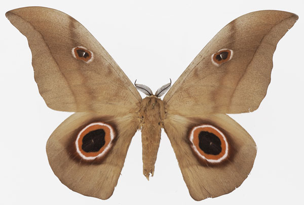 /filer/webapps/moths/media/images/P/phaedusa_Lobobunaea_AM_Basquin_05.jpg