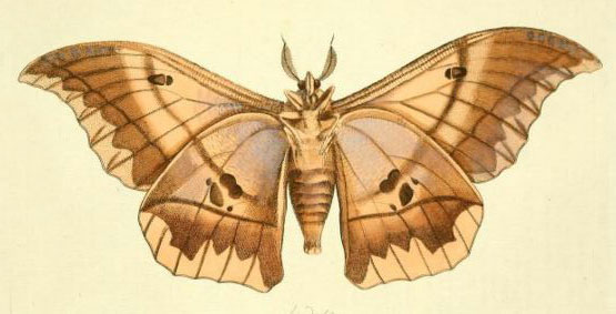 /filer/webapps/moths/media/images/P/phaedusa_Lobobunaea_Drury3_25.jpg