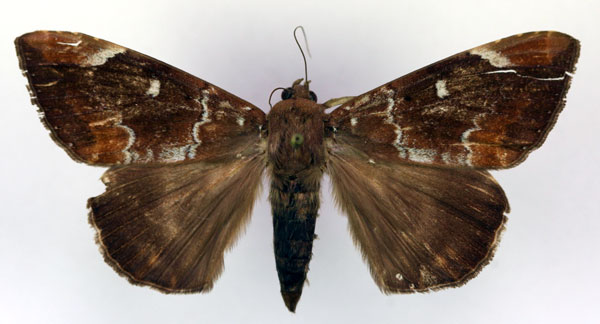 /filer/webapps/moths/media/images/P/phaeobasis_Achaea_A_RMCA.jpg