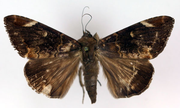 /filer/webapps/moths/media/images/P/phaeobasis_Achaea_A_RMCA_02.jpg