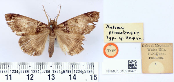 /filer/webapps/moths/media/images/P/phaeobasis_Achaea_HT_BMNH.jpg