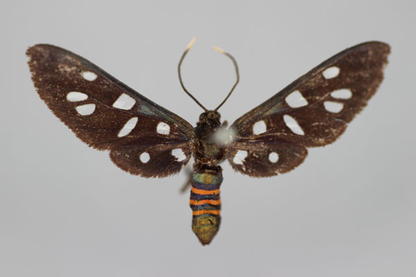 /filer/webapps/moths/media/images/P/phaeobasis_Amata_HT_BMNH.jpg