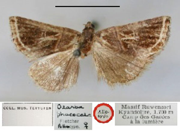 /filer/webapps/moths/media/images/P/phaeocala_Ozarba_AT_RMCA_01.jpg