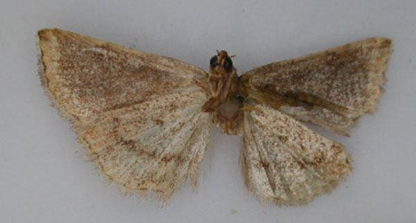 /filer/webapps/moths/media/images/P/phaeocala_Ozarba_AT_RMCA_02.jpg
