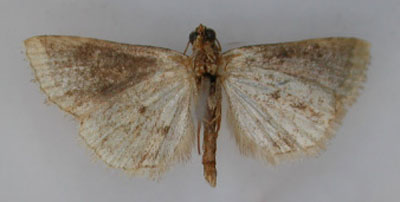 /filer/webapps/moths/media/images/P/phaeocala_Ozarba_HT_RMCA_02.jpg