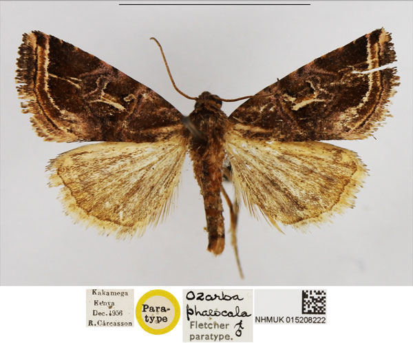 /filer/webapps/moths/media/images/P/phaeocala_Ozarba_PTM_NHMUK.jpg