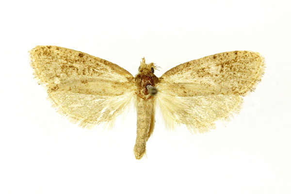 /filer/webapps/moths/media/images/P/phaeocasis_Melasina_ST_RMCA.jpg