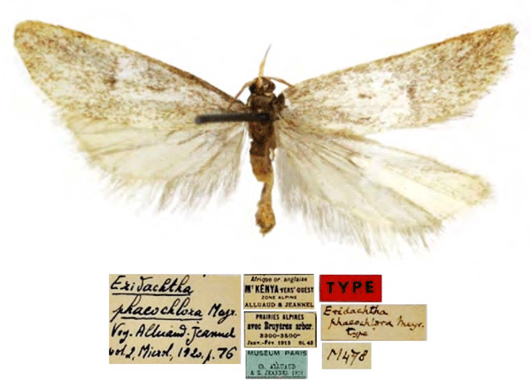 /filer/webapps/moths/media/images/P/phaeochlora_Eridachtha_HT_MNHN.jpg