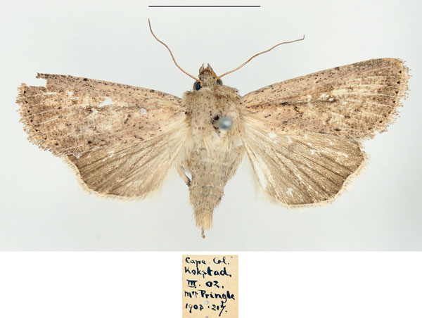 /filer/webapps/moths/media/images/P/phaeochroa_Mythimna_AF_BMNH.jpg