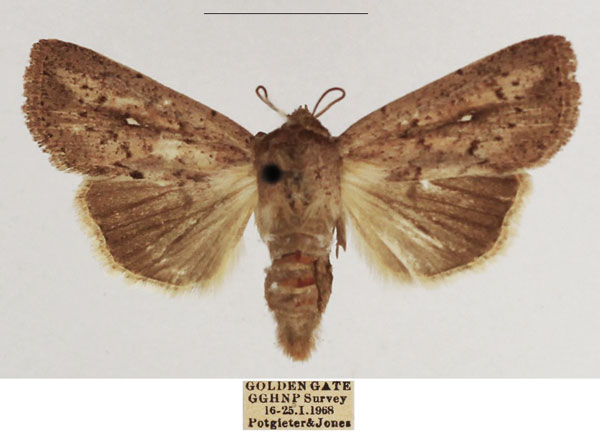 /filer/webapps/moths/media/images/P/phaeochroa_Mythimna_AF_TMSA_02.jpg
