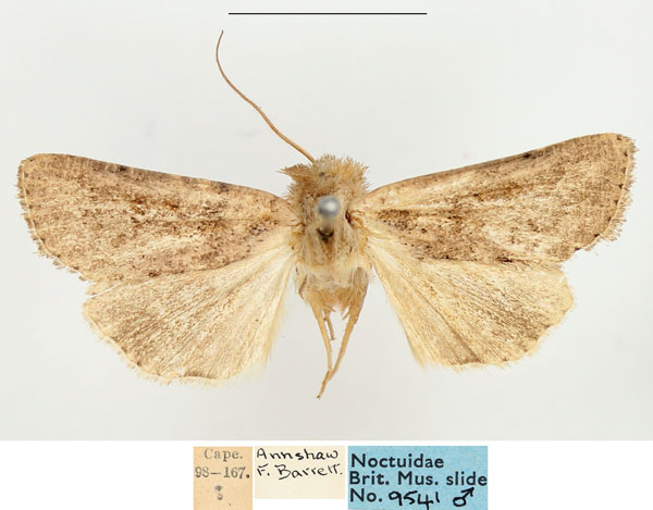 /filer/webapps/moths/media/images/P/phaeochroa_Mythimna_AM_BMNH.jpg