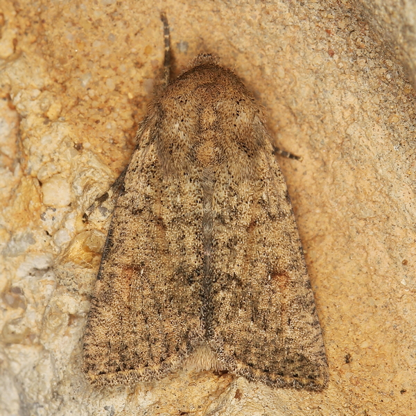 /filer/webapps/moths/media/images/P/phaeochroa_Mythimna_A_Heyns_01.JPG