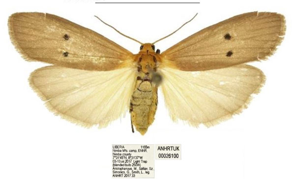 /filer/webapps/moths/media/images/P/phaeocraspis_Crocosia_AF_ANHRT.jpg