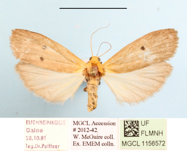 /filer/webapps/moths/media/images/P/phaeocraspis_Crocosia_AF_MGCLa_02.JPG