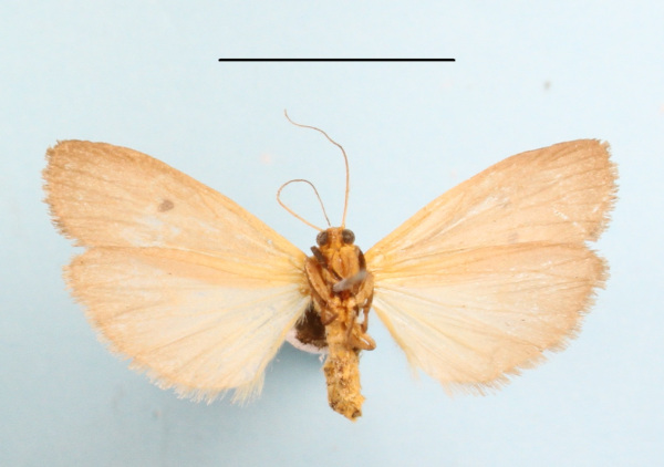 /filer/webapps/moths/media/images/P/phaeocraspis_Crocosia_AF_MGCLb_02.JPG