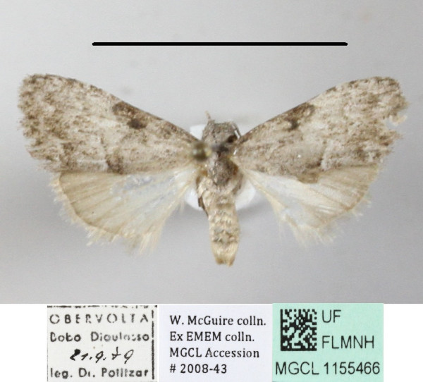 /filer/webapps/moths/media/images/P/phaeocraspis_Mecothrix_A_MGCLa_01.JPG