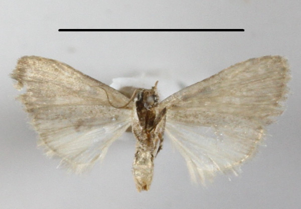 /filer/webapps/moths/media/images/P/phaeocraspis_Mecothrix_A_MGCLb_01.JPG